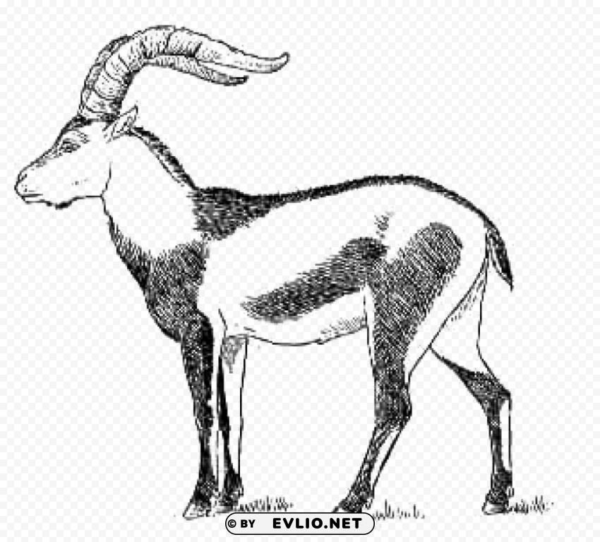 ibex drawing PNG images with clear backgrounds png images background - Image ID 44c4a870