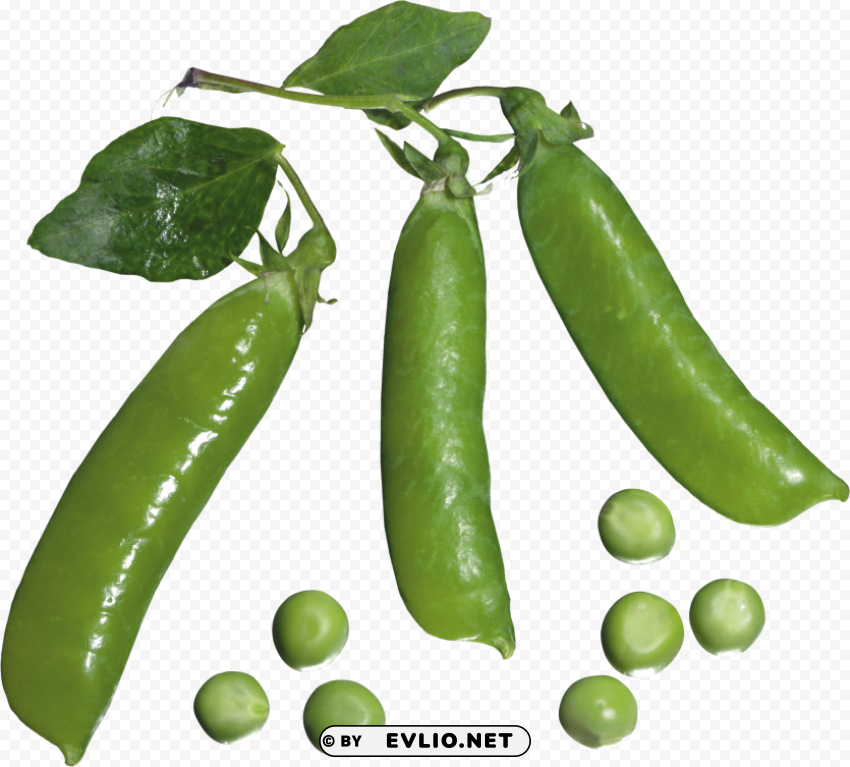 pea PNG Graphic with Isolated Clarity
