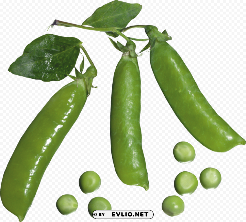 Pea PNG Graphic With Isolated Clarity