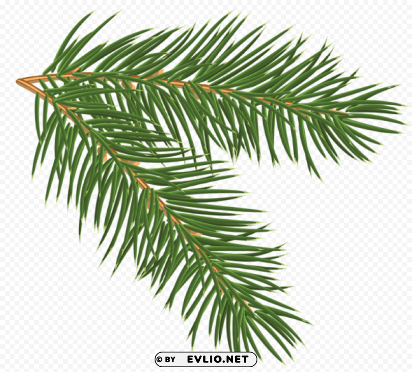 pine branch clip-art Isolated Illustration on Transparent PNG