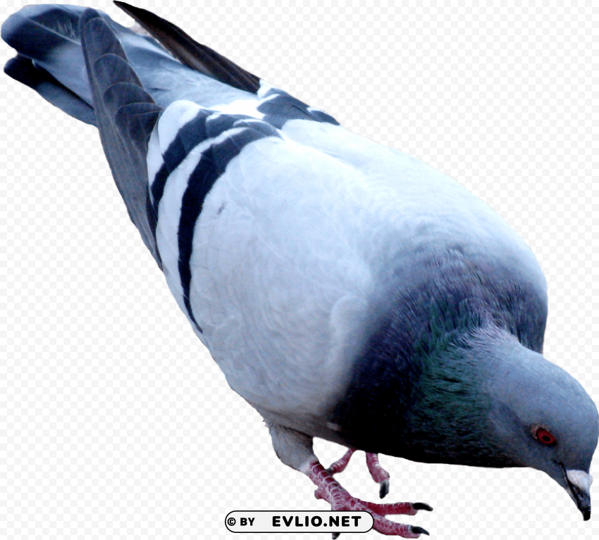 street pigeon PNG images for printing