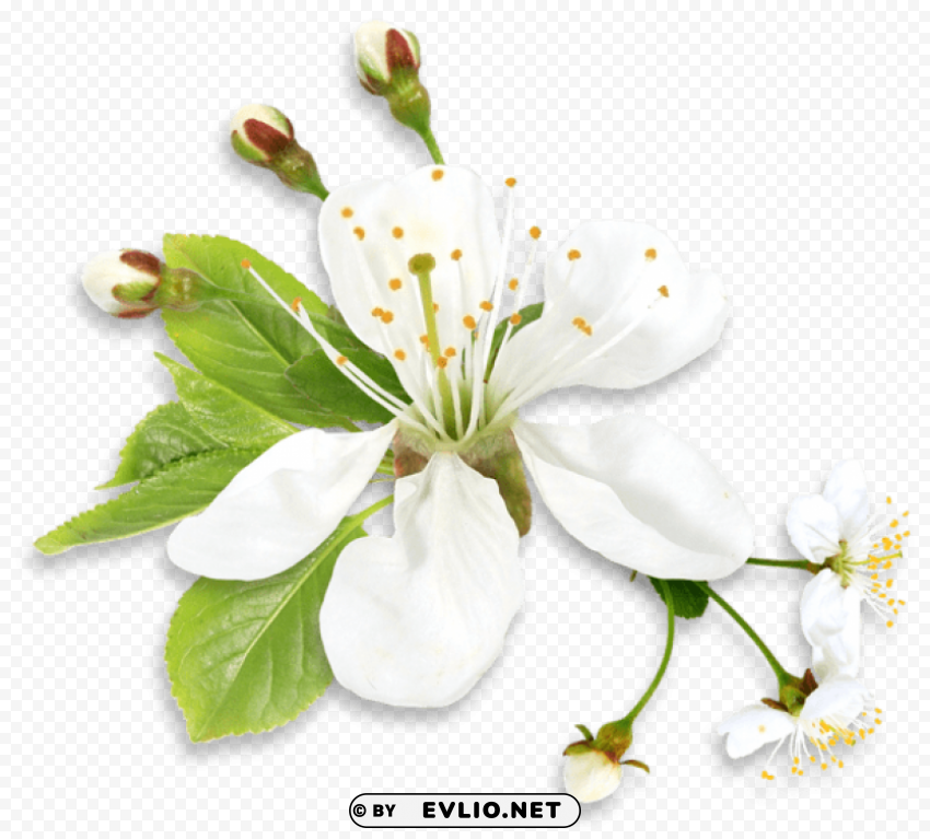 white spring tree flower PNG images with no attribution