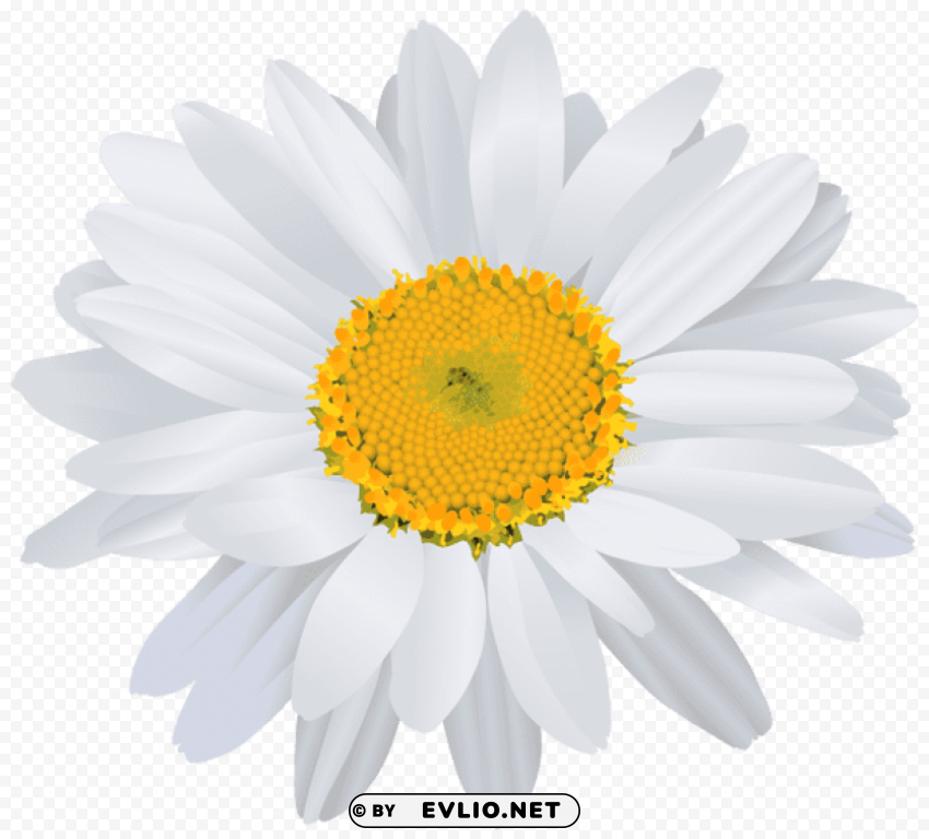 beautiful white daisy Isolated Artwork in HighResolution Transparent PNG