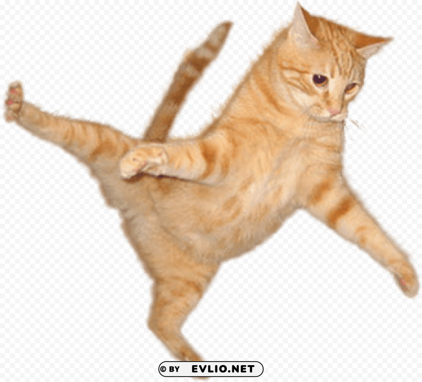 cat jump PNG Isolated Subject on Transparent Background