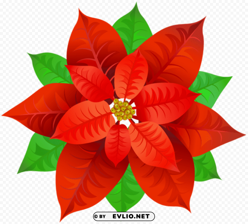 poinsettia PNG images with no background essential