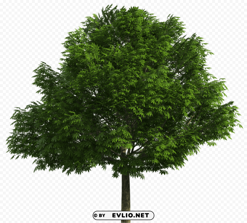 realistic tree PNG Graphic with Transparency Isolation