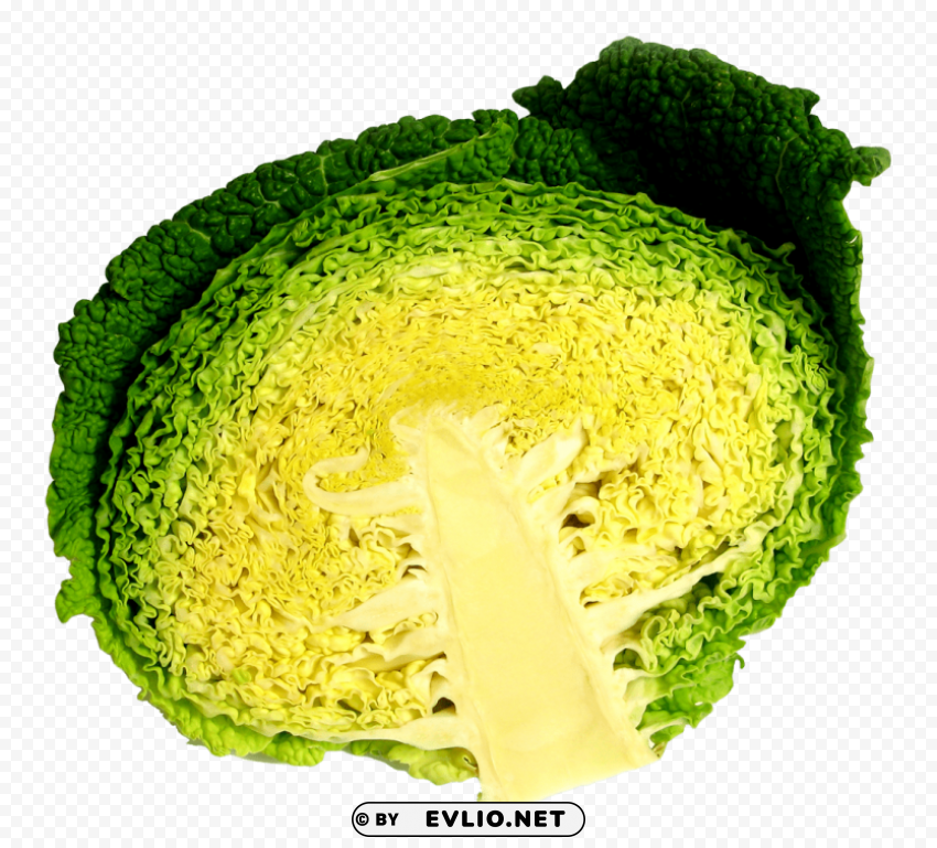 Cabbage Half Isolated Subject On HighQuality PNG