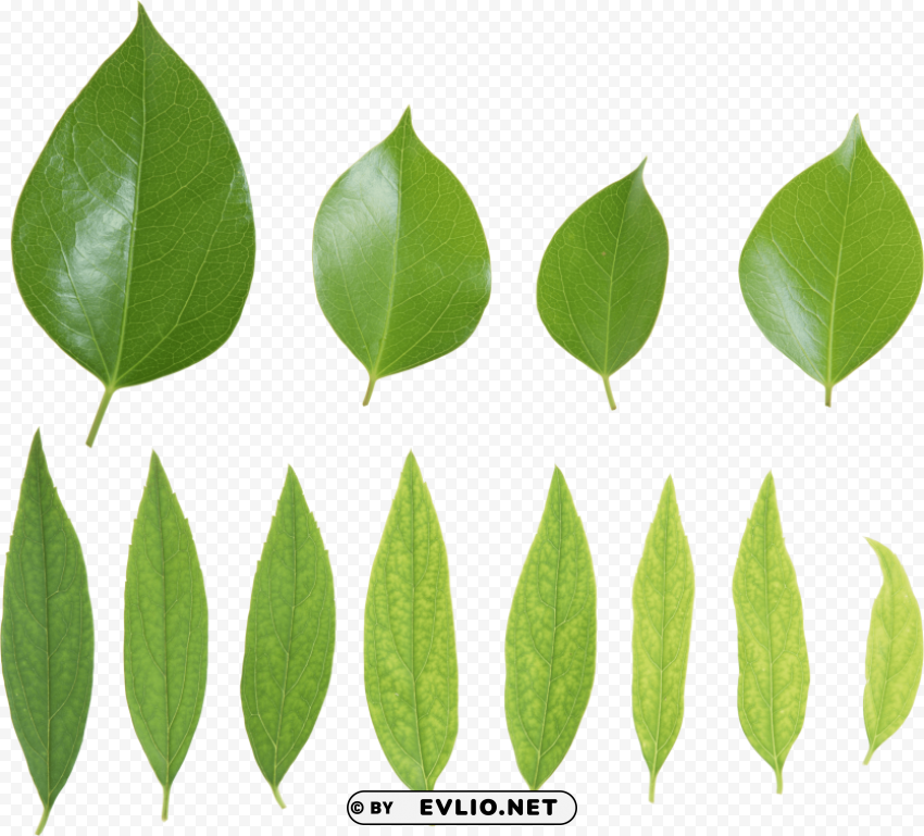 green leaves PNG graphics with clear alpha channel selection