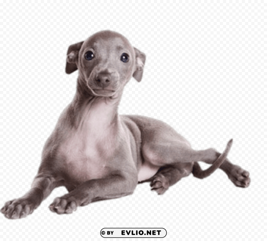 greyhound puppy Isolated Graphic on Clear PNG