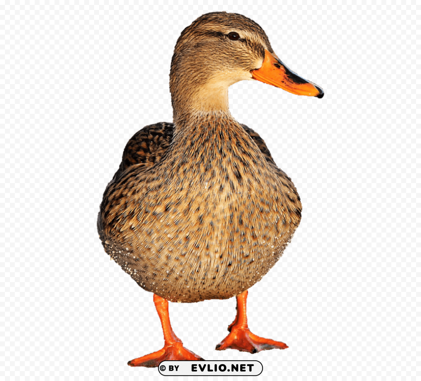 duck female PNG Graphic Isolated on Clear Background Detail