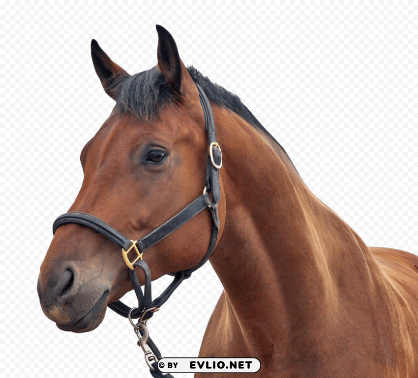 horse Clear PNG pictures comprehensive bundle