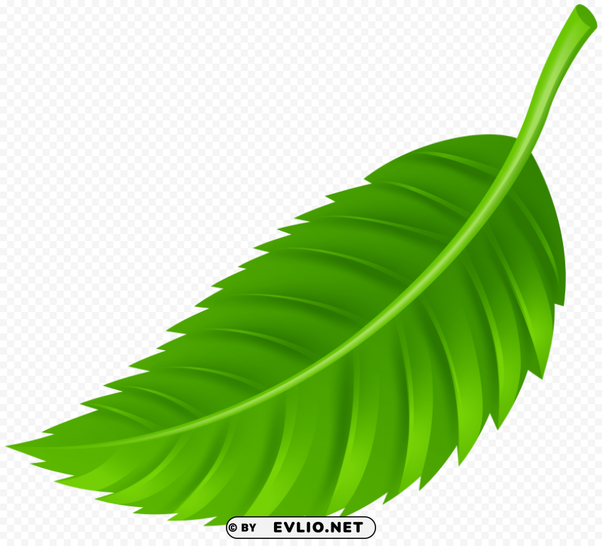 leaf PNG graphics with alpha transparency broad collection