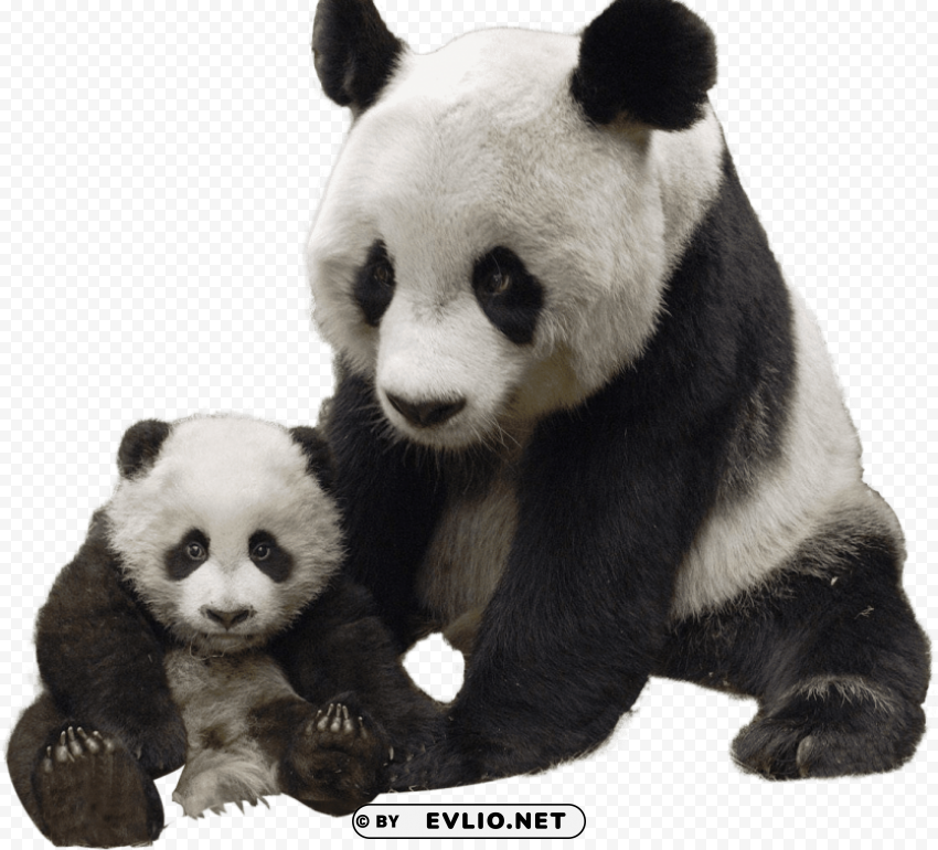 panda and baby PNG files with no backdrop wide compilation