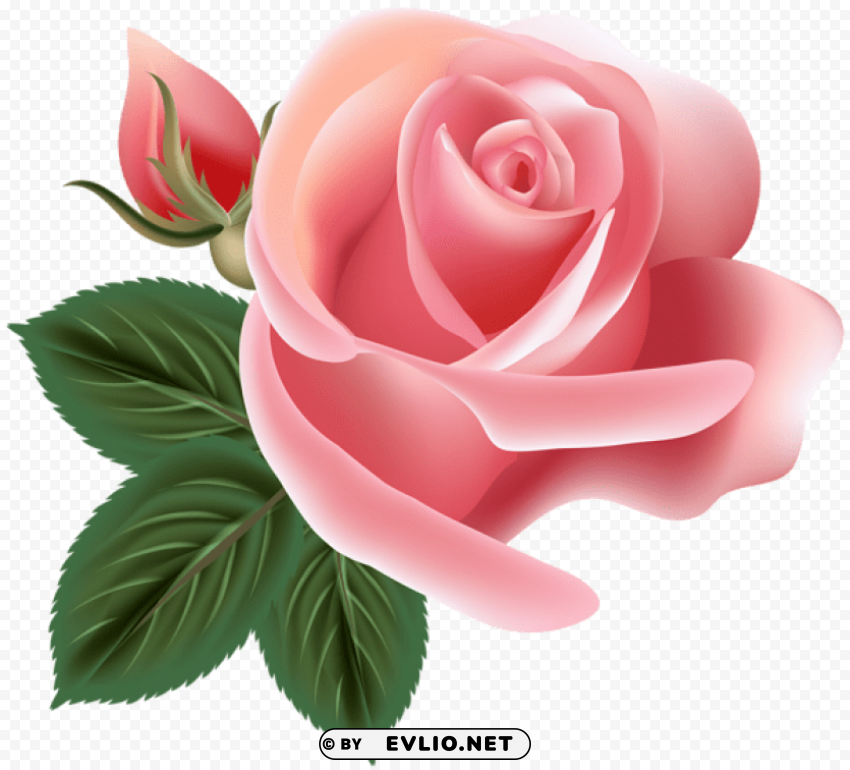 pink rose Isolated Artwork in HighResolution Transparent PNG