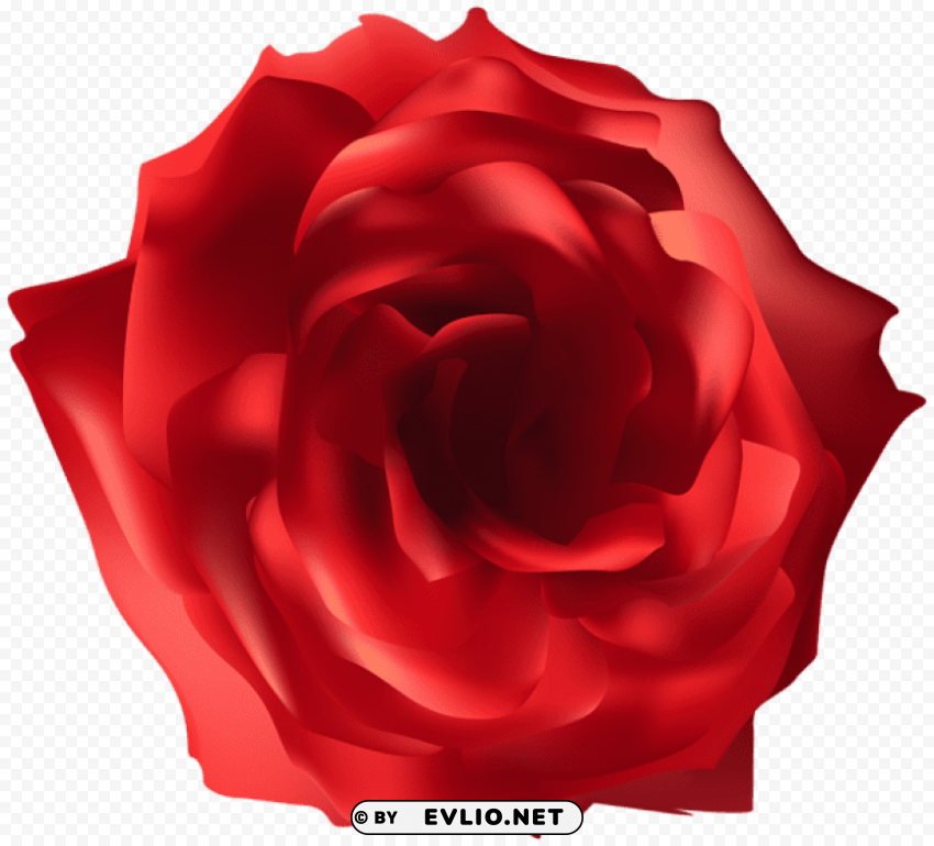 red rose Isolated Artwork on Transparent Background