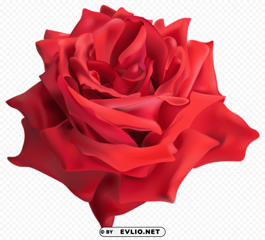 rose red PNG for digital art