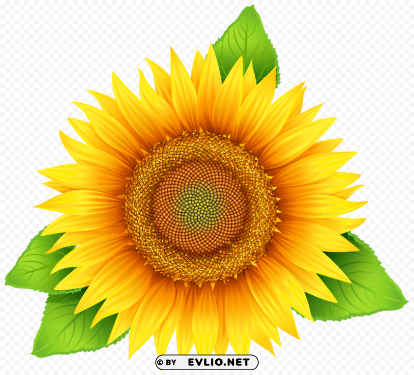 sunflower Clear background PNGs