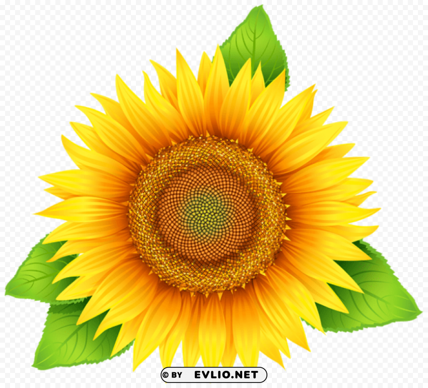 sunflower Transparent PNG Isolated Element with Clarity