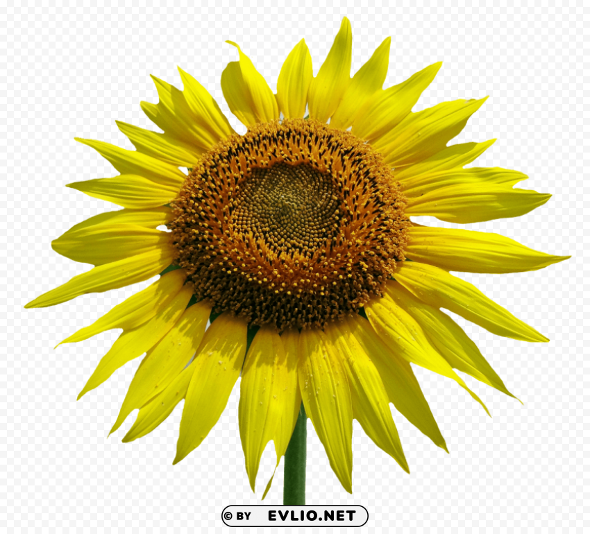 sunflower flower PNG transparent photos vast variety