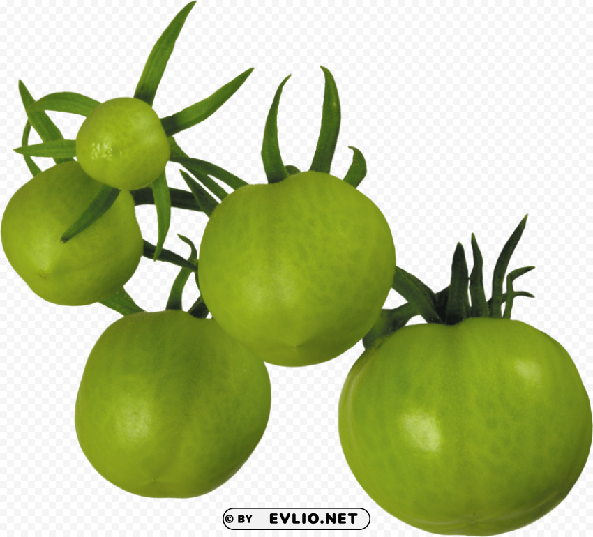 tomatoes PNG design