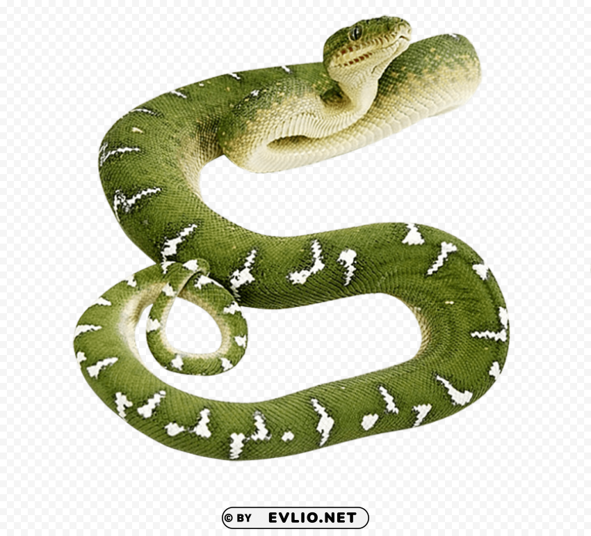 Vipers Free Desktop Transparent Art PNG