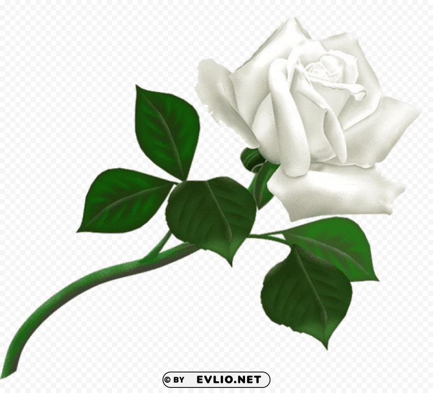 white roses Clear Background PNG Isolated Graphic Design