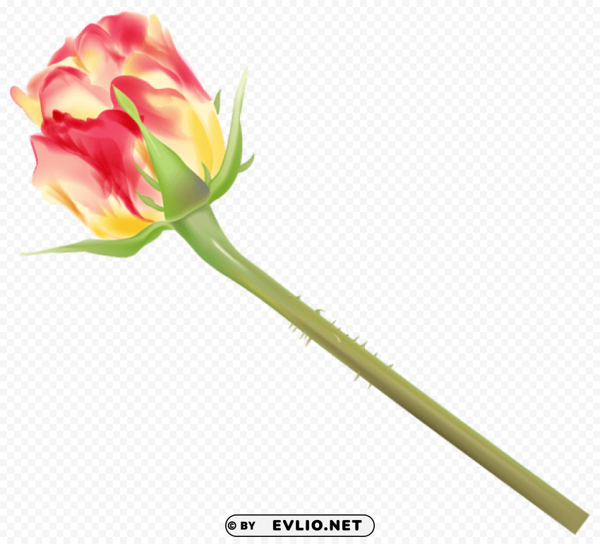 yellow and red rose bud Clear Background PNG with Isolation
