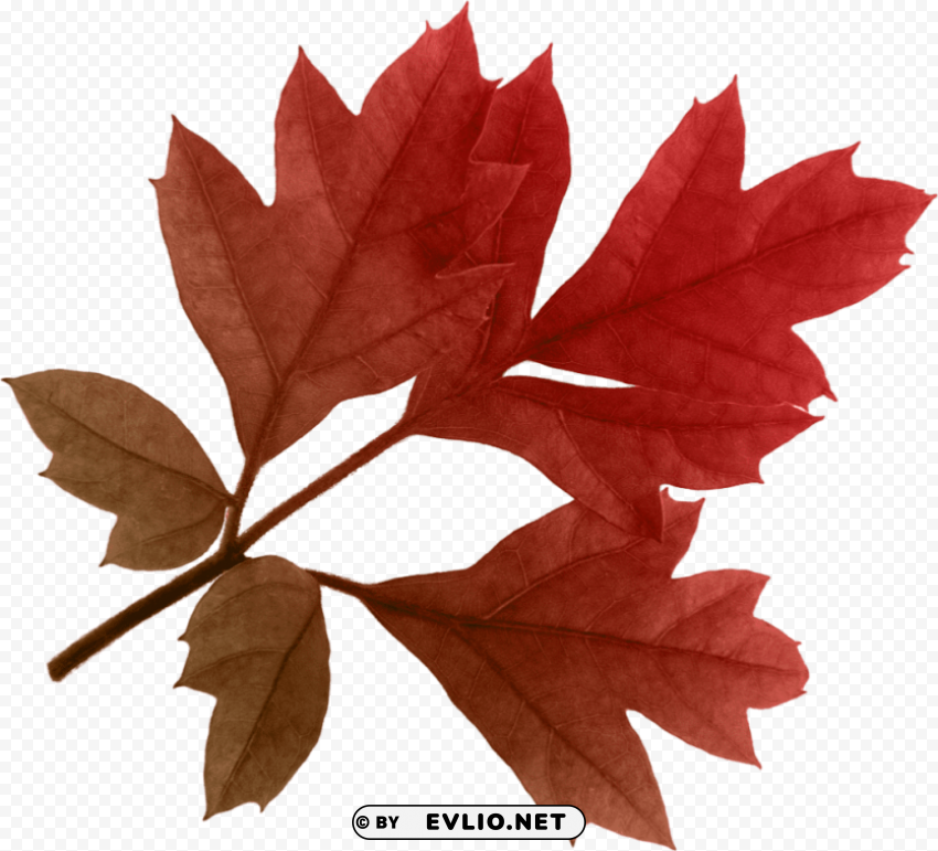 autumn leaves PNG transparent graphics for projects