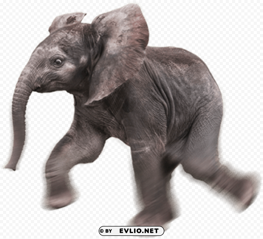 elephant PNG pictures with no background