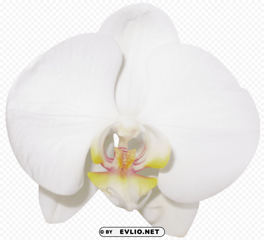 large vanilla orchid Transparent Background Isolation in HighQuality PNG
