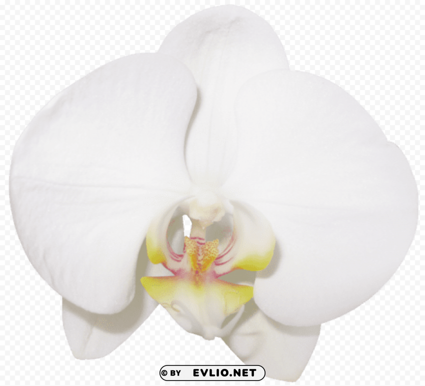 PNG image of large vanilla orchid Transparent Background Isolation in HighQuality PNG with a clear background - Image ID f00391cd