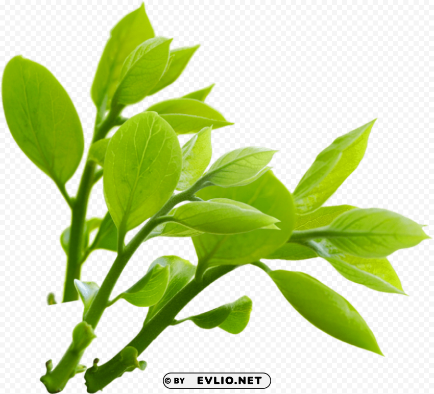 PNG image of nature transparent PNG images for websites with a clear background - Image ID 7f9e058f