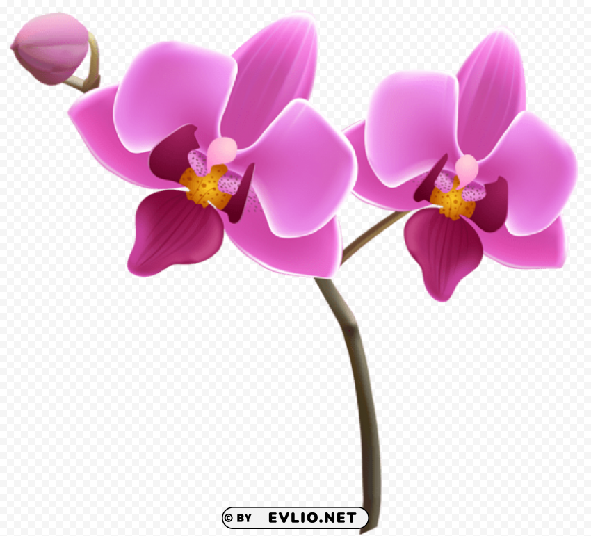 purple orchid Transparent PNG Isolated Design Element