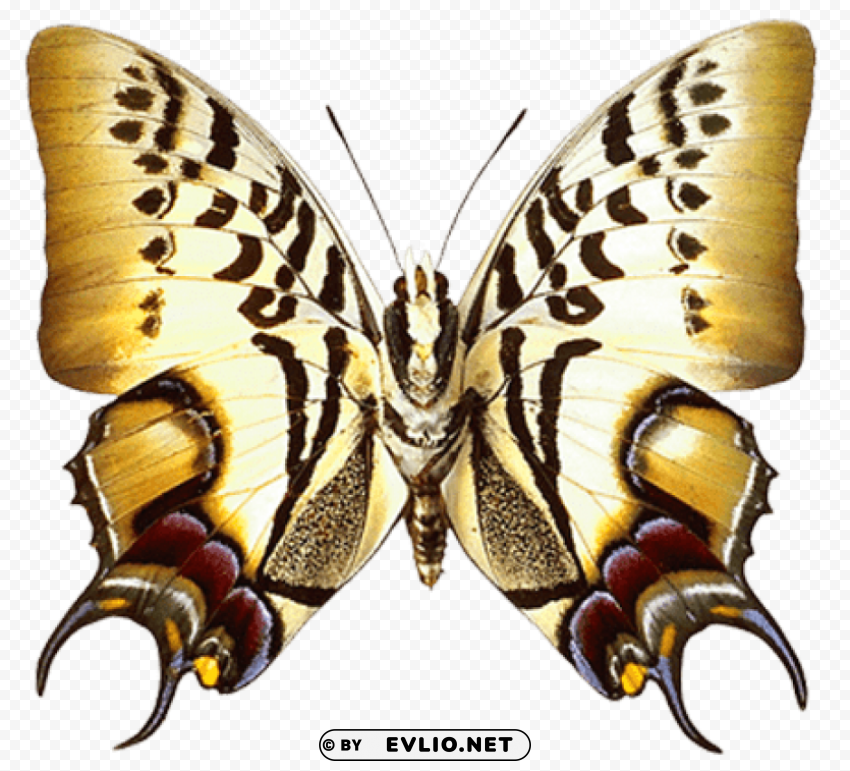 real butterfly Transparent PNG images for printing clipart png photo - 30078e0e