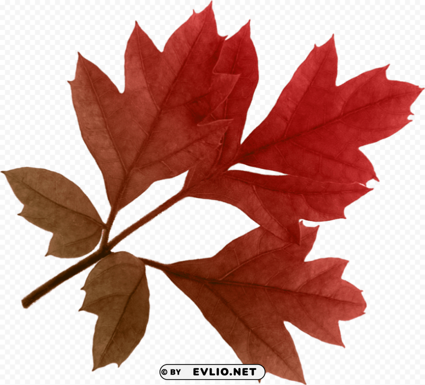 red leaf HighQuality Transparent PNG Isolated Art