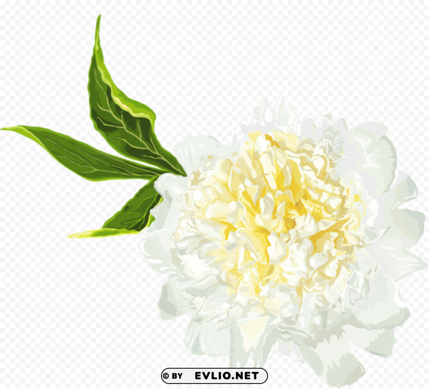 white peony High-resolution PNG images with transparent background