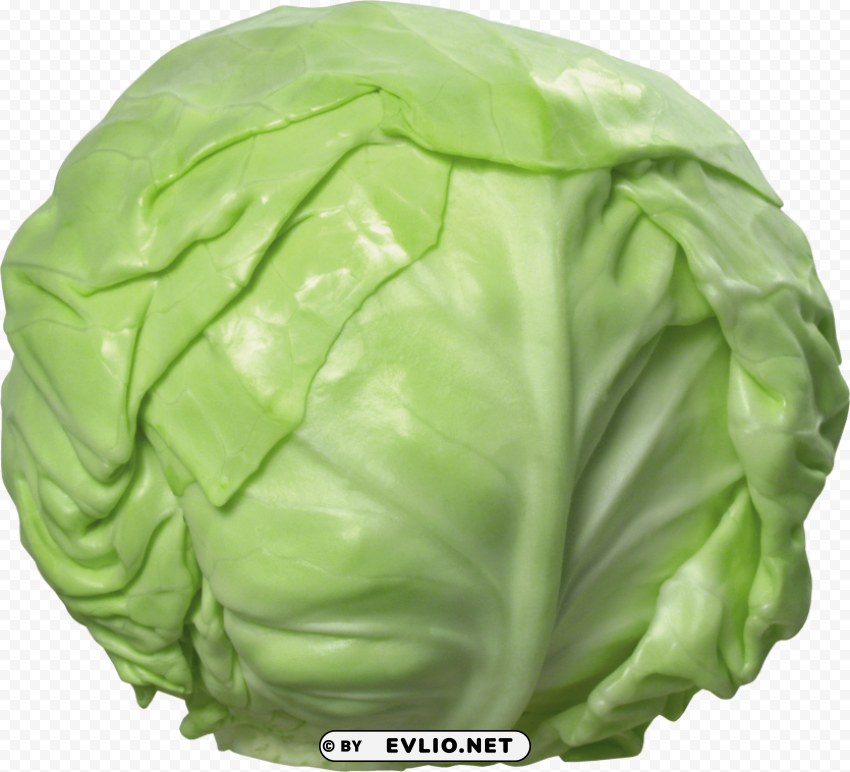 cabbage Isolated Element with Clear PNG Background