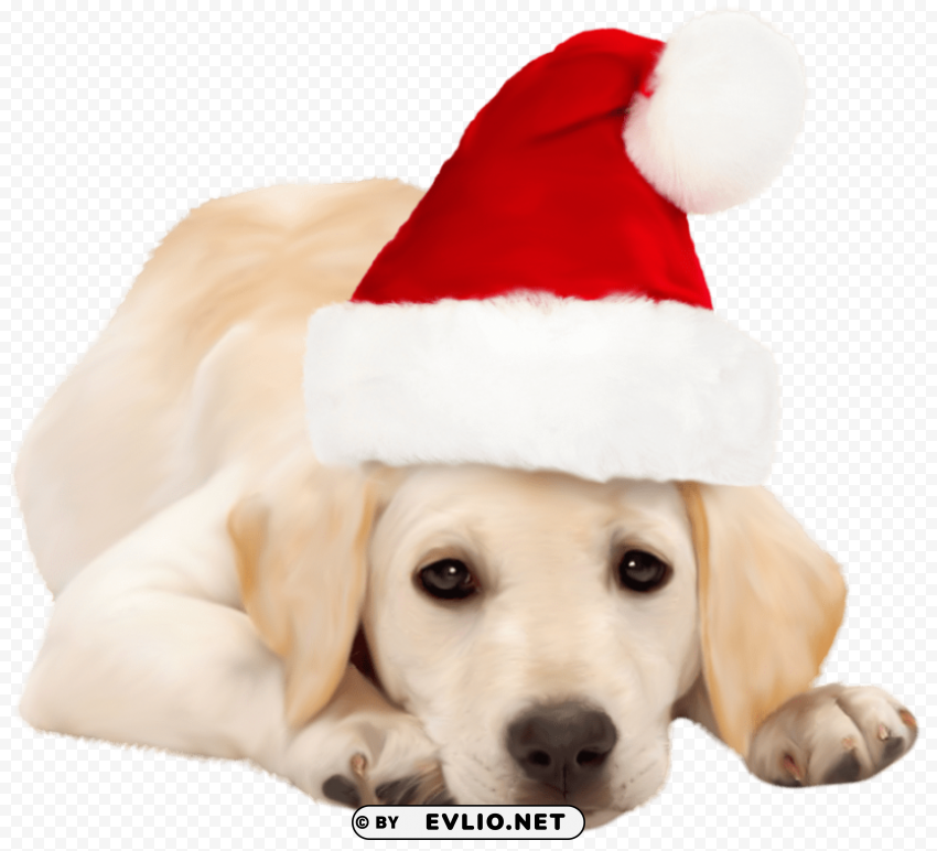 dog with santa hat PNG Image Isolated on Clear Backdrop