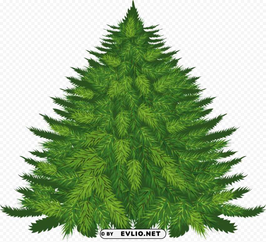fir tree Isolated Object on Transparent PNG