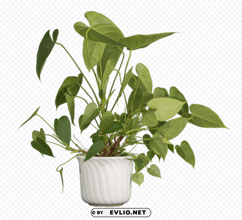 Nature Plants Transparent background PNG gallery