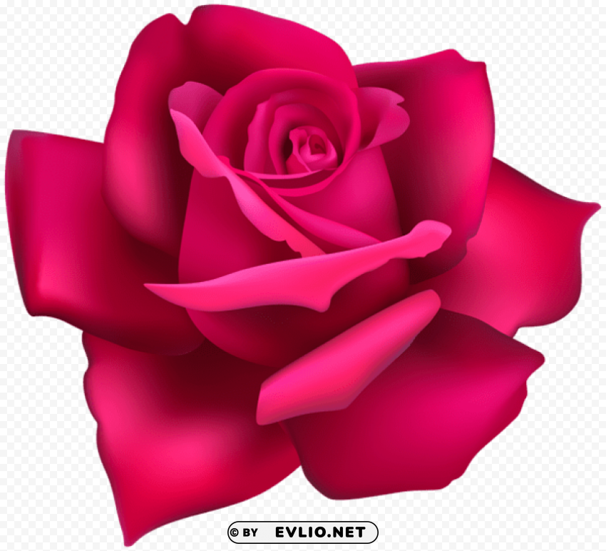 rose flower pink Transparent PNG image free