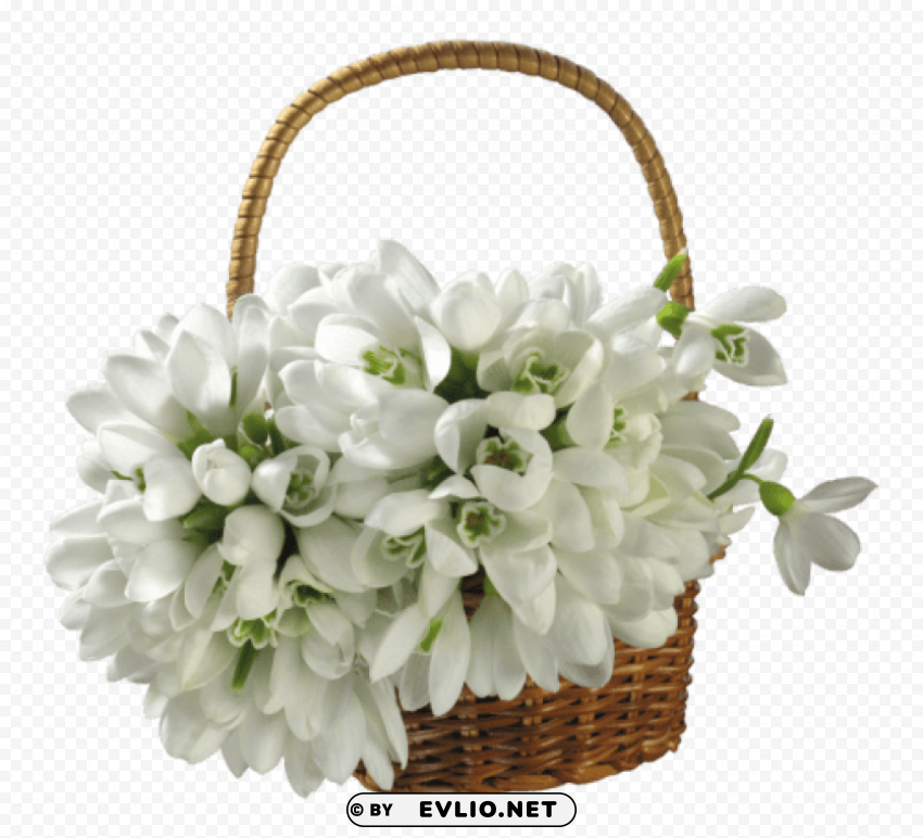 snowdrops basket bouquet Transparent Background PNG Isolated Illustration
