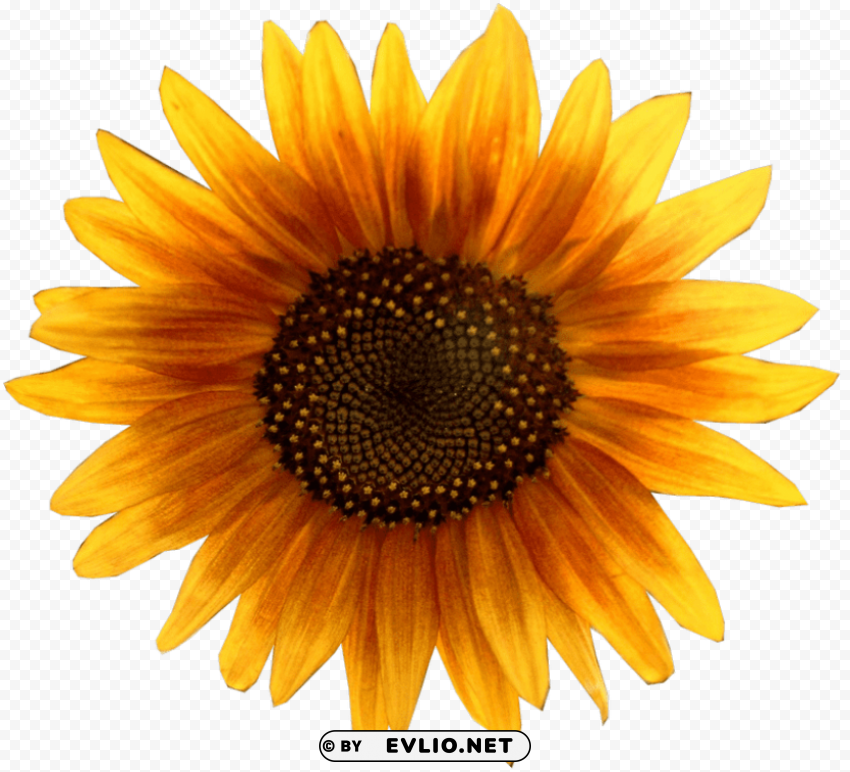 sunflower PNG images with alpha transparency layer