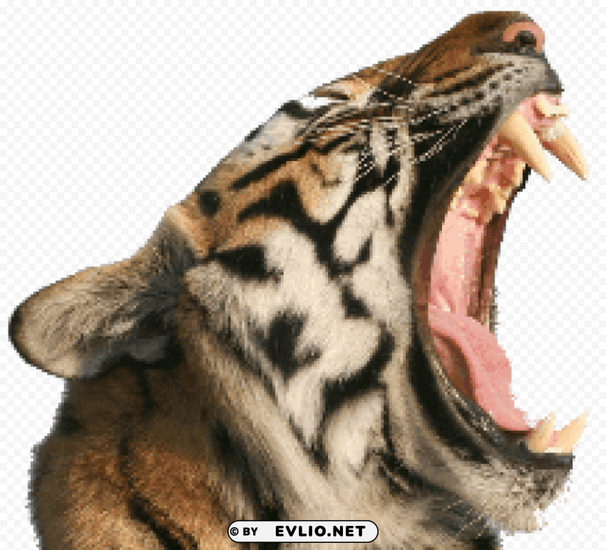 tiger open mouth PNG images with clear backgrounds