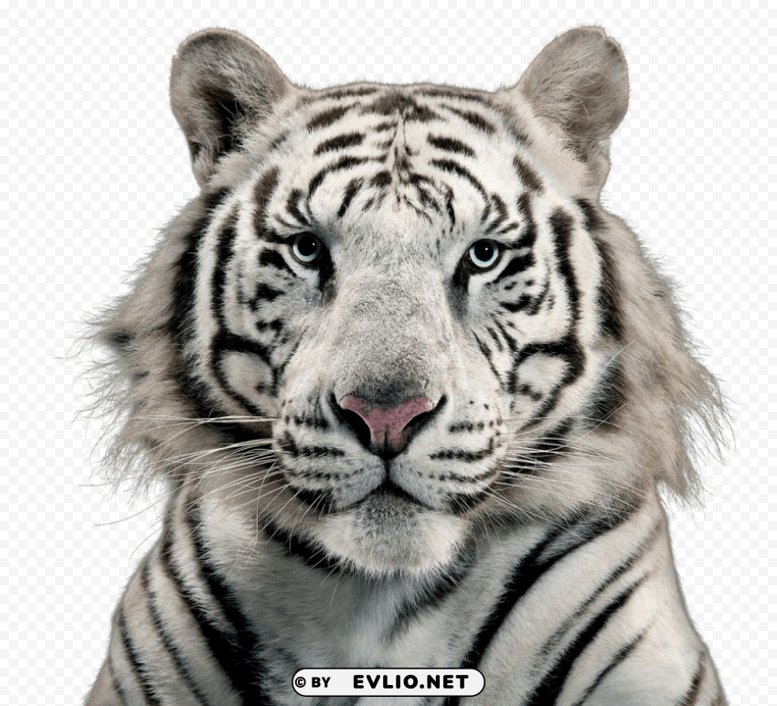 white tiger PNG for t-shirt designs