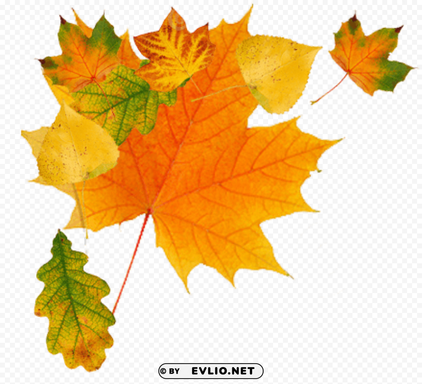 autumn Isolated Subject on HighQuality Transparent PNG
