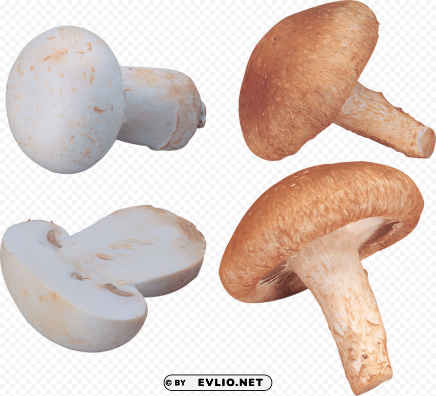 orange and white mushrooms HighQuality Transparent PNG Isolation
