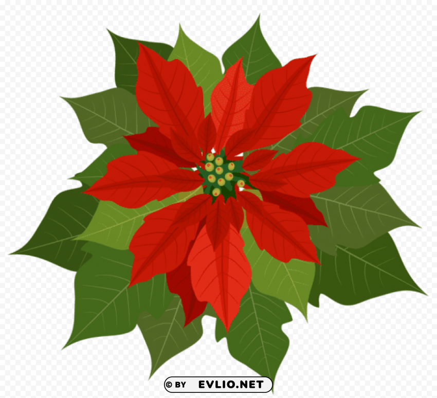 christmas poinsettia Transparent Background Isolated PNG Character