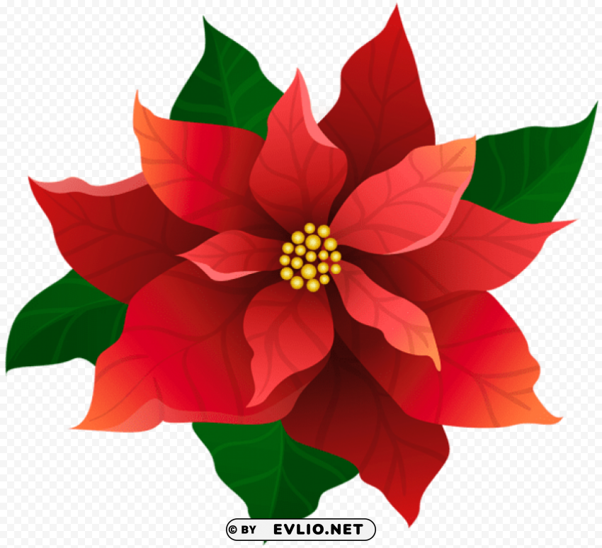 christmas poinsettia red transparent PNG without watermark free