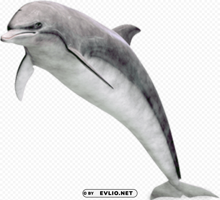 Dolphin PNG files with clear background variety